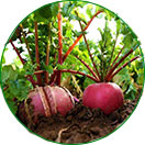 三無(wú)產(chǎn)品，綠色健康